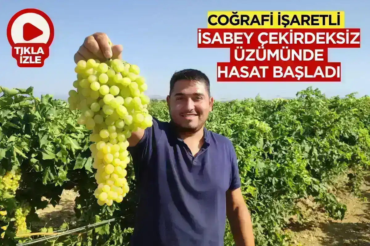 Coğrafi işaretli İsabey çekirdeksiz üzümünde hasat başladı