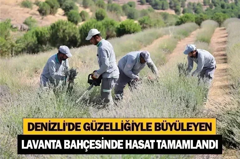 Denizli'de Güzelliğiyle Büyüleyen Lavanta Bahçesinde Hasat Tamamlandı
