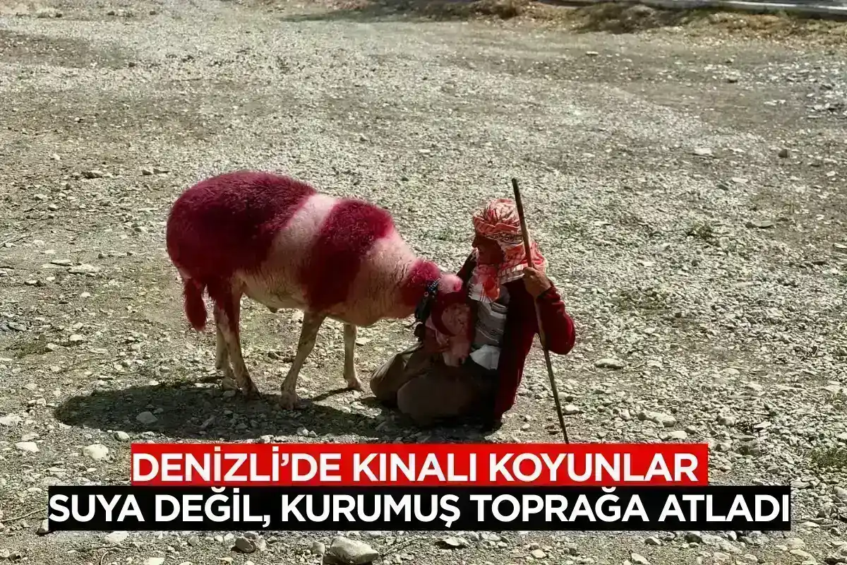 Denizli'de kınalı koyunlar suya değil, kurumuş toprağa atladı