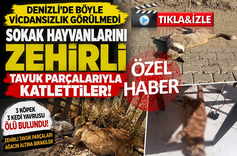 Denizli'de sokak hayvanlarını zehirli tavuk parçalarıyla katlettiler